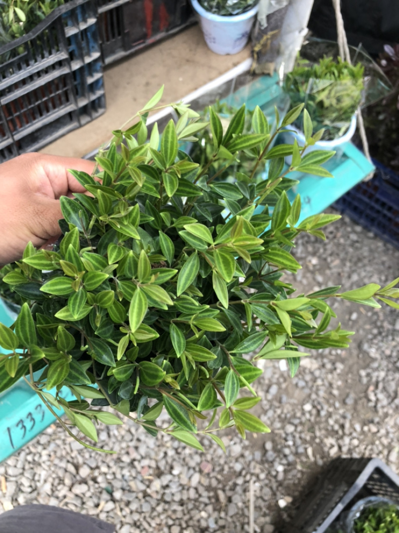 钻石翡翠吊兰