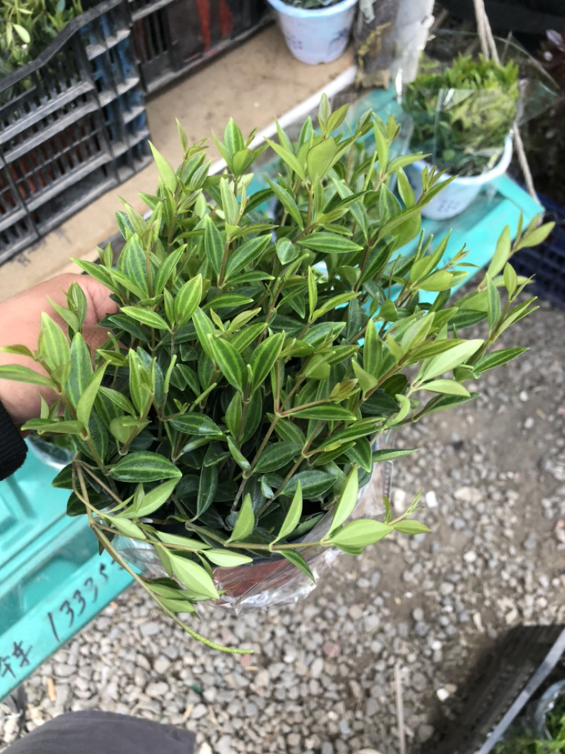 钻石翡翠吊兰