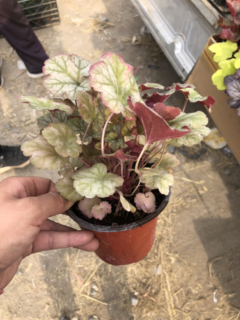 矾根，绿化租摆用基地发货质量好价格优