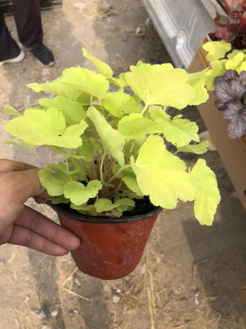 矾根，绿化租摆用基地发货质量好价格优