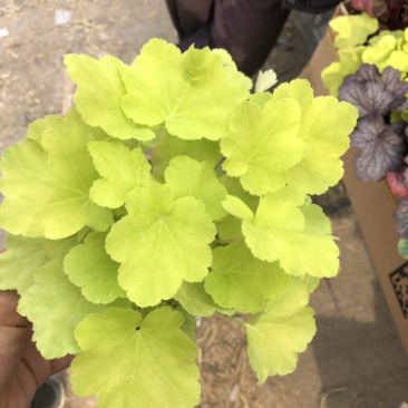 矾根，绿化租摆用基地发货质量好价格优
