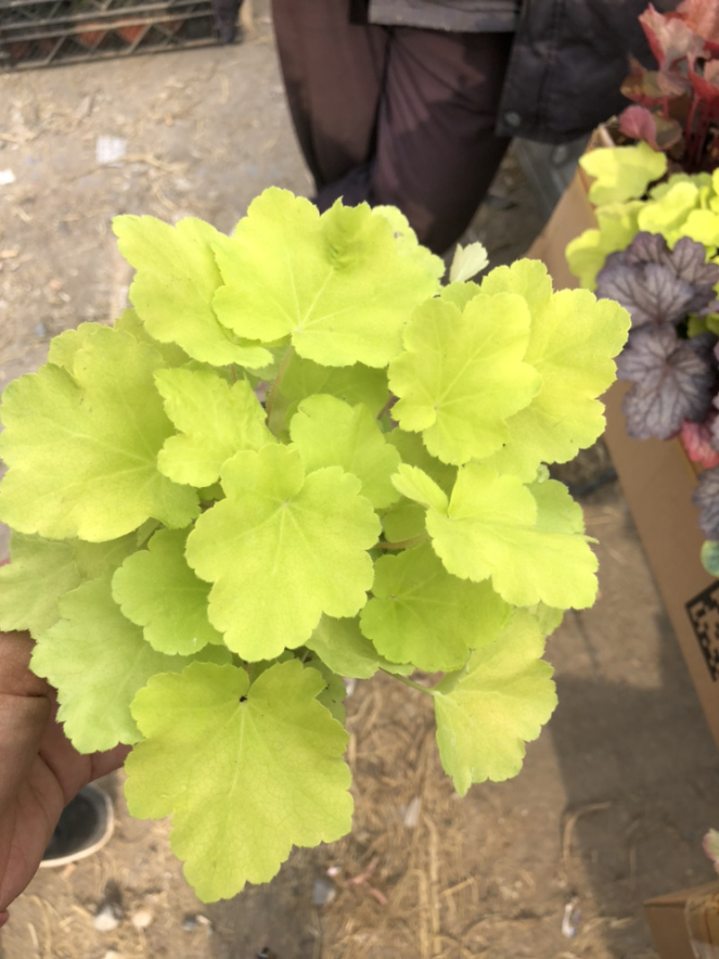 矾根，绿化租摆用基地发货质量好价格优