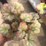 矾根，绿化租摆用基地发货质量好价格优