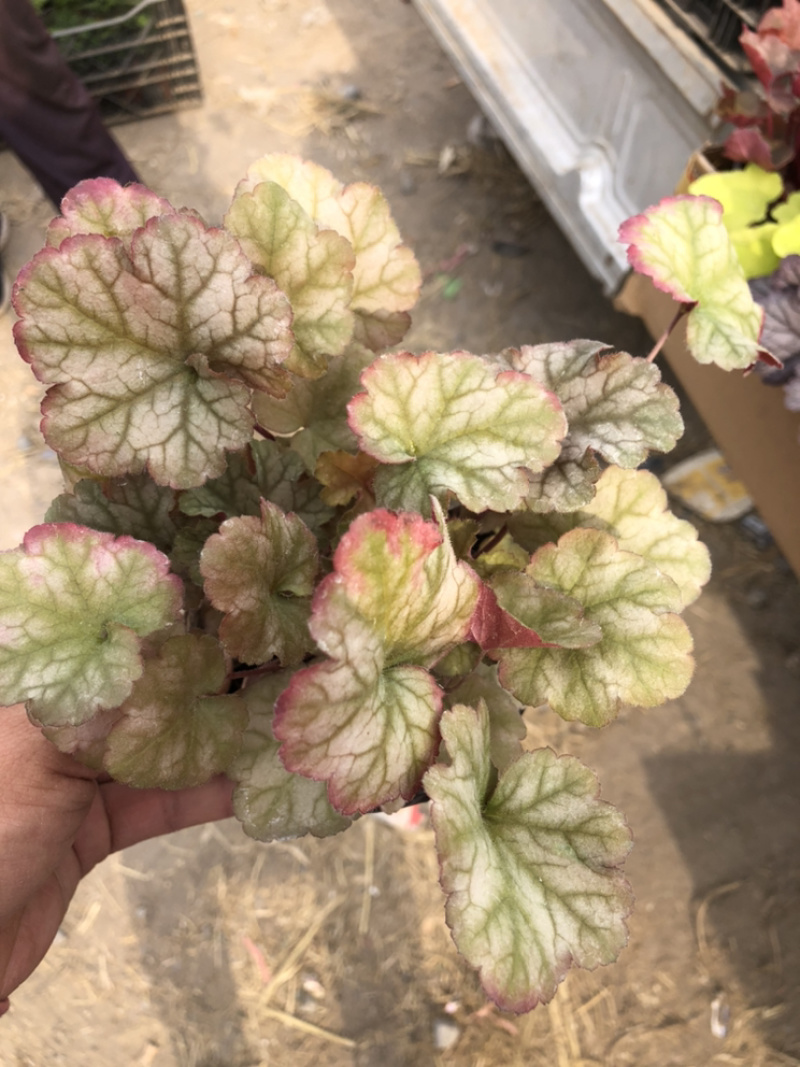 矾根，绿化租摆用基地发货质量好价格优