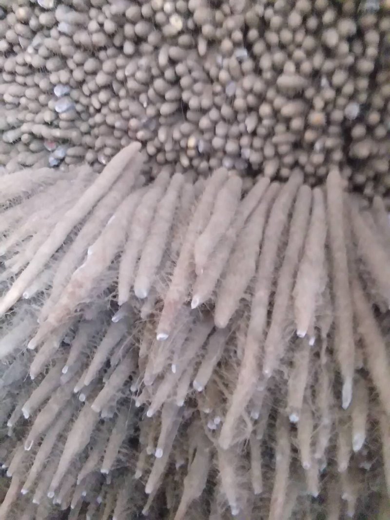 山药直径2.5厘米长40厘米全部自己家种的，自产自销，