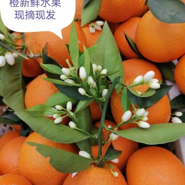 奉节脐橙专业代办，次果，商品果