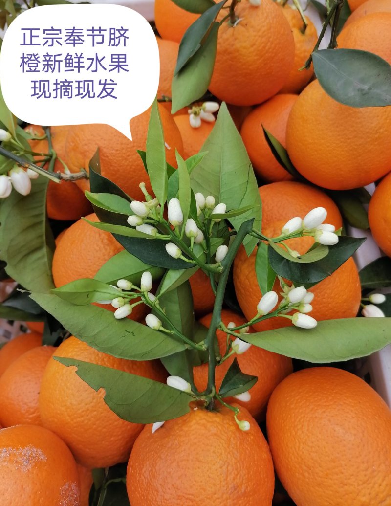 奉节脐橙专业代办，次果，商品果