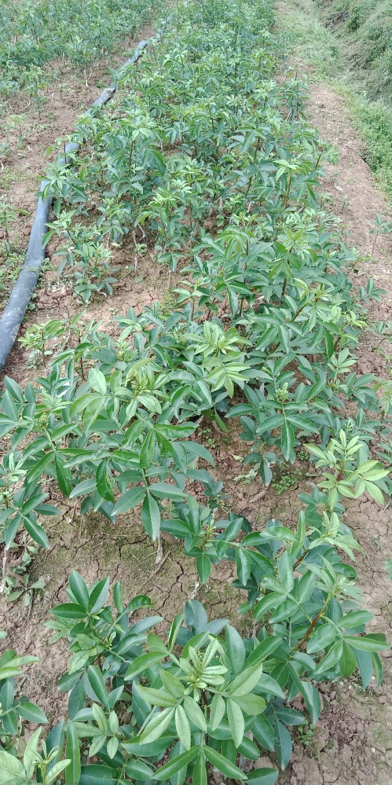 988无刺藤椒嫁接苗