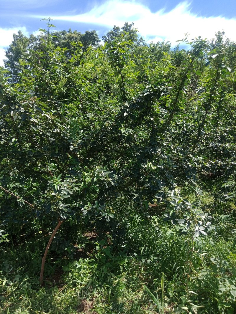 988无刺藤椒嫁接苗