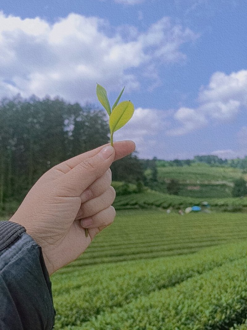 两位数的古丈毛尖，下单二十四小时之内发货