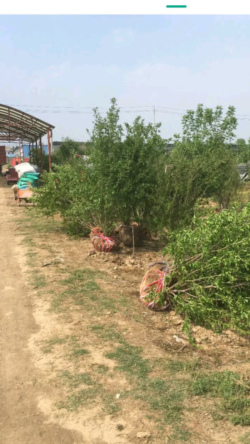 石榴基地，河南花石榴基地价格，果石榴价格