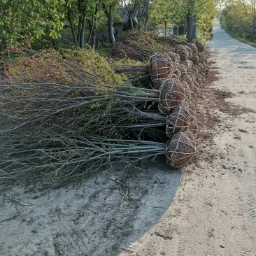 石榴基地，河南花石榴基地价格，果石榴价格