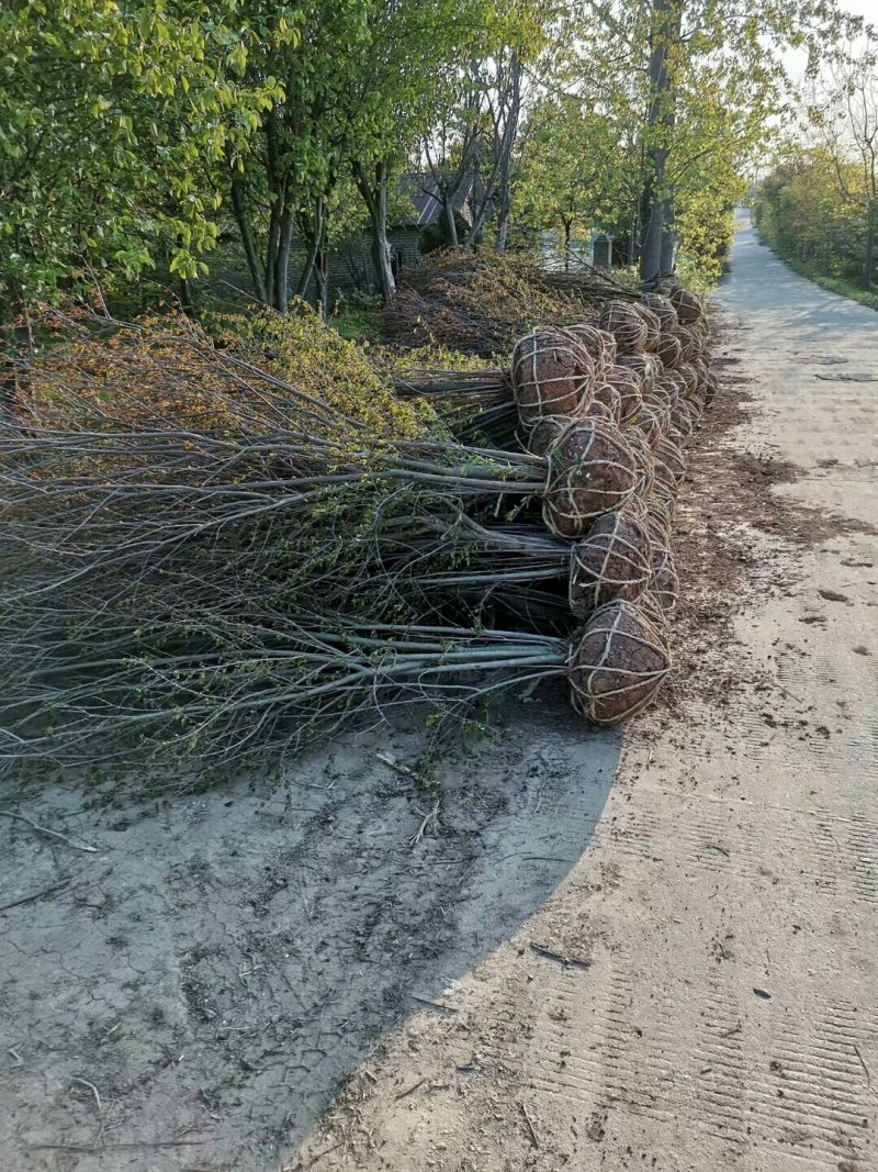 石榴基地，河南花石榴基地价格，果石榴价格