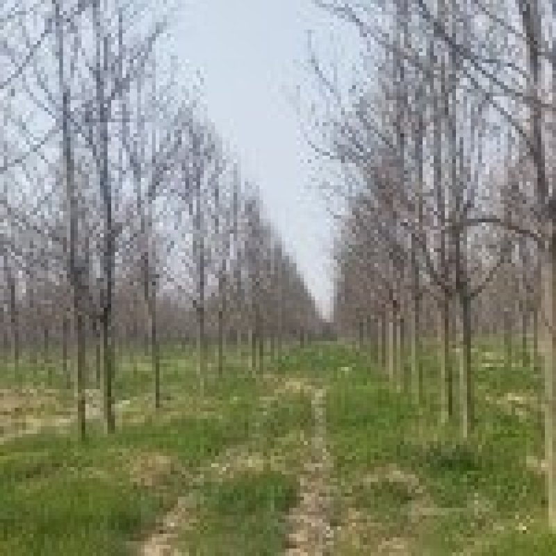 楸树小苗量大从优欢迎采购