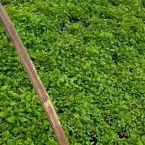 楸树小苗量大从优欢迎采购