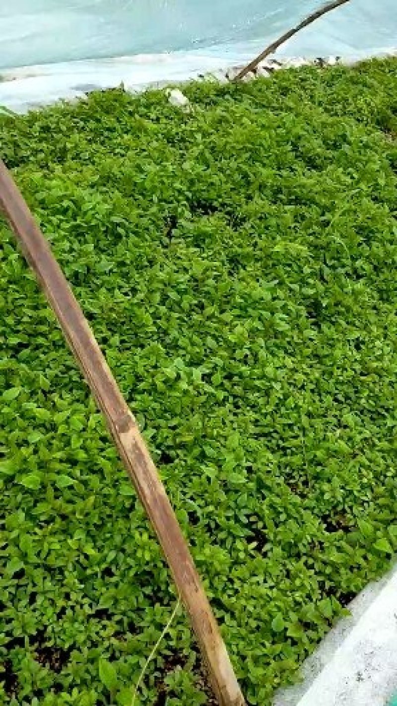 楸树小苗量大从优欢迎采购