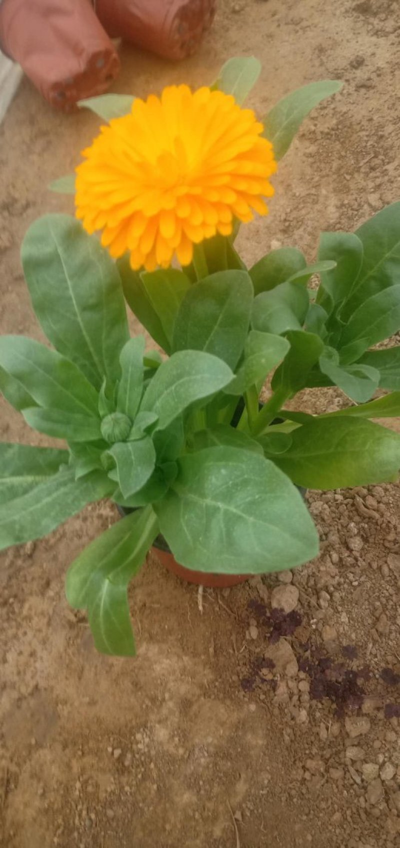 金盏菊，基地直销大量有货常年供应各种草花苗木