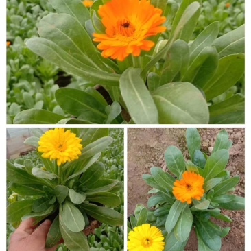 金盏菊，基地直销大量有货常年供应各种草花苗木