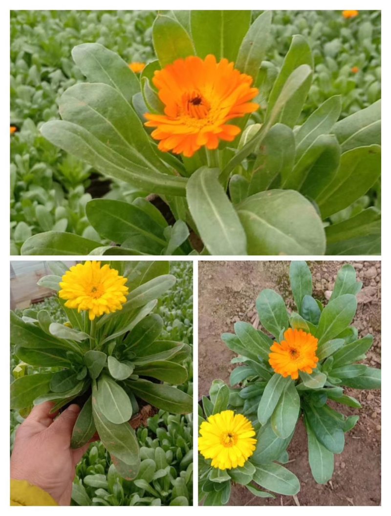 金盏菊，基地直销大量有货常年供应各种草花苗木
