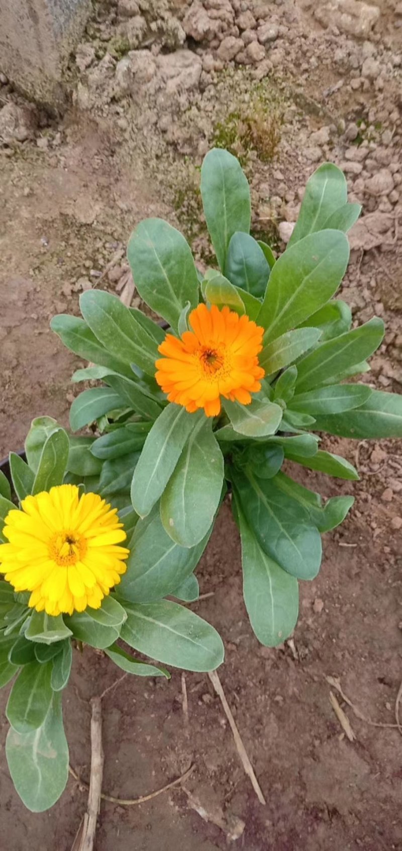 金盏菊，基地直销大量有货常年供应各种草花苗木