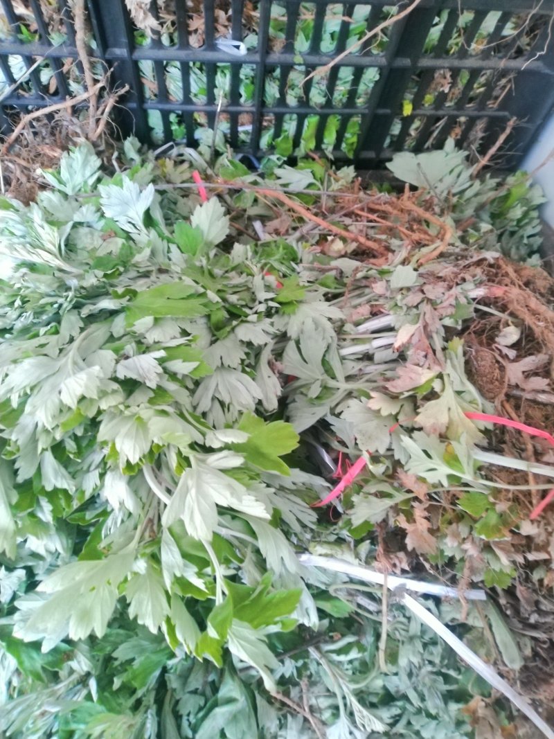 端午艾苗，优质宛艾，大量出货中，专业种植基地！包回收！