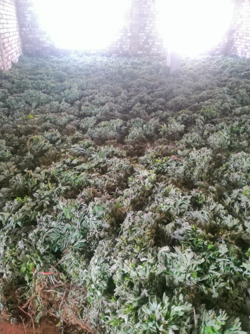 端午艾苗，优质宛艾，大量出货中，专业种植基地！包回收！