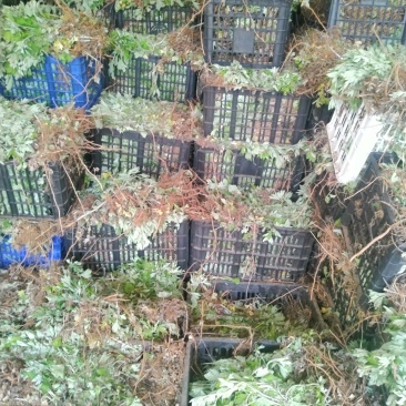 端午艾苗，优质宛艾，大量出货中，专业种植基地！包回收！