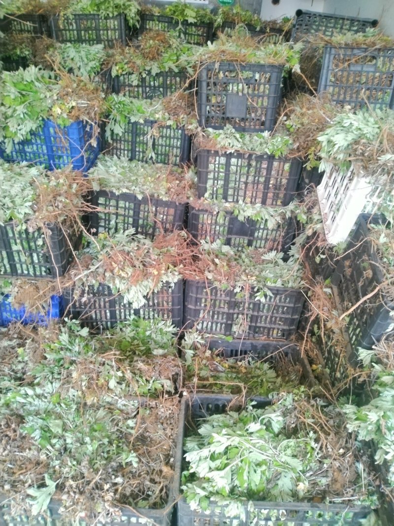 端午艾苗，优质宛艾，大量出货中，专业种植基地！包回收！