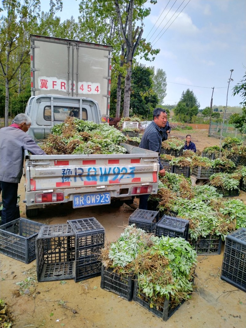 端午艾苗，优质宛艾，大量出货中，专业种植基地！包回收！