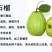 包邮靓苗【广西灵山四季红宝石番石榴】嫁接苗/直销