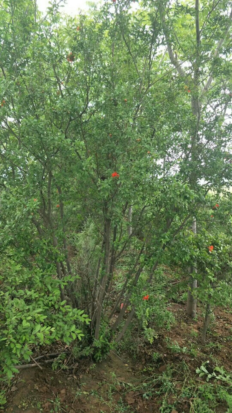 石榴基地，河南花石榴基地价格，果石榴价格