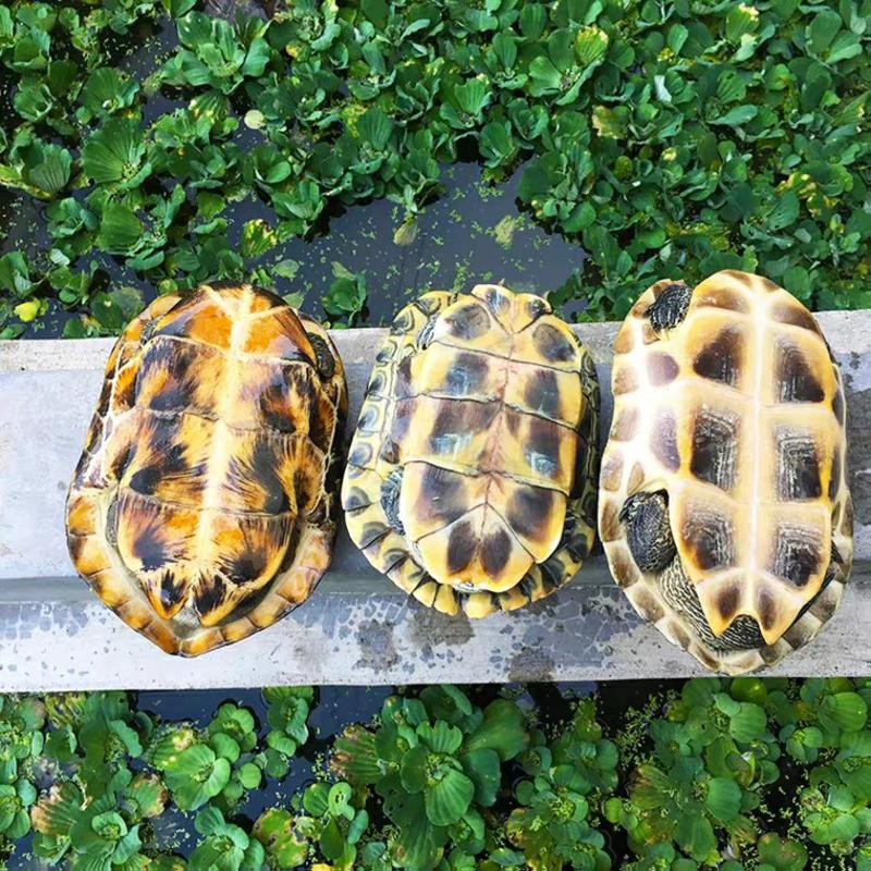 巴西龟龟苗外塘养殖成年龟宠物乌龟包邮包活