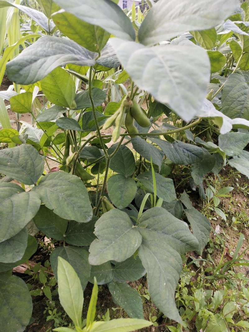 毛豆大量上市了棵立饱满提供返程车。