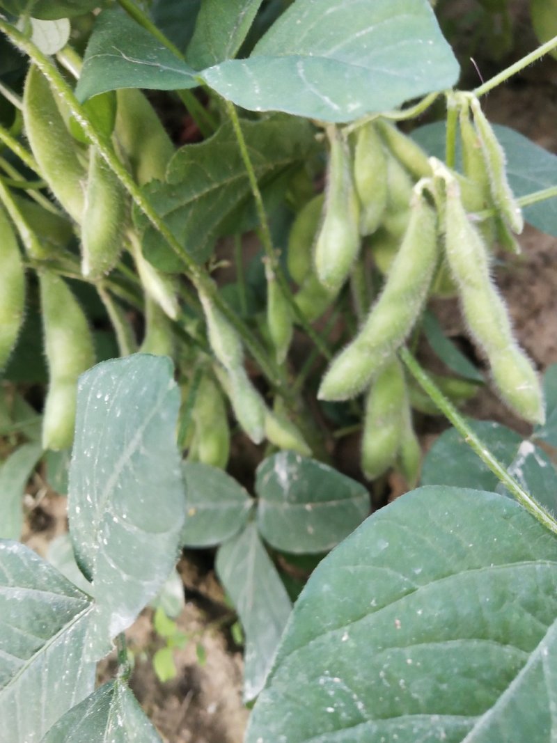 毛豆大量上市了棵立饱满提供返程车。