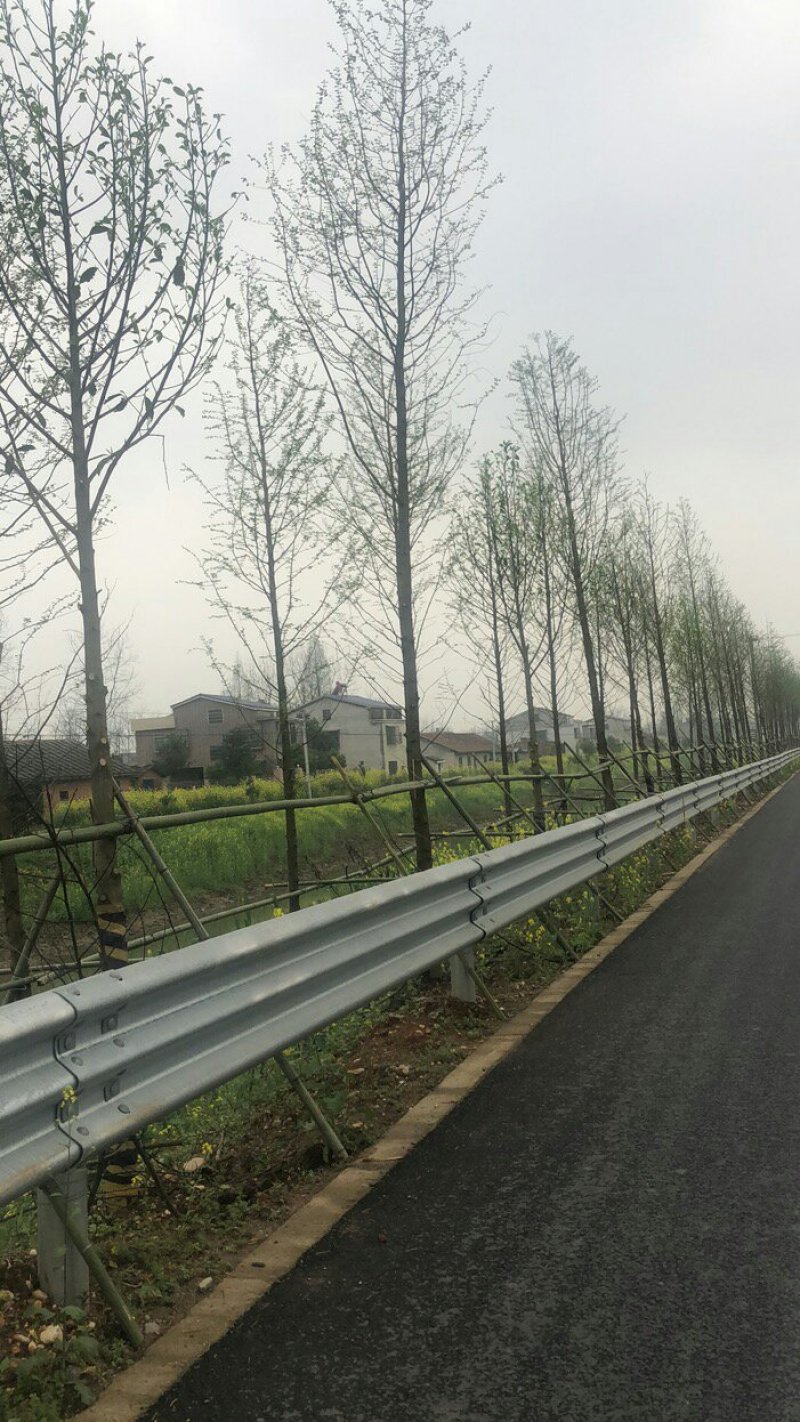 水杉，水杉价格，水杉基地，河南省潢川县友好苗圃场水杉基地