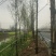 水杉，水杉价格，水杉基地，河南省潢川县友好苗圃场水杉基地