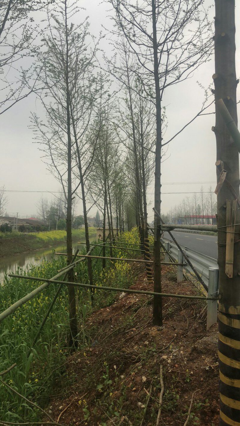 水杉，水杉价格，水杉基地，河南省潢川县友好苗圃场水杉基地