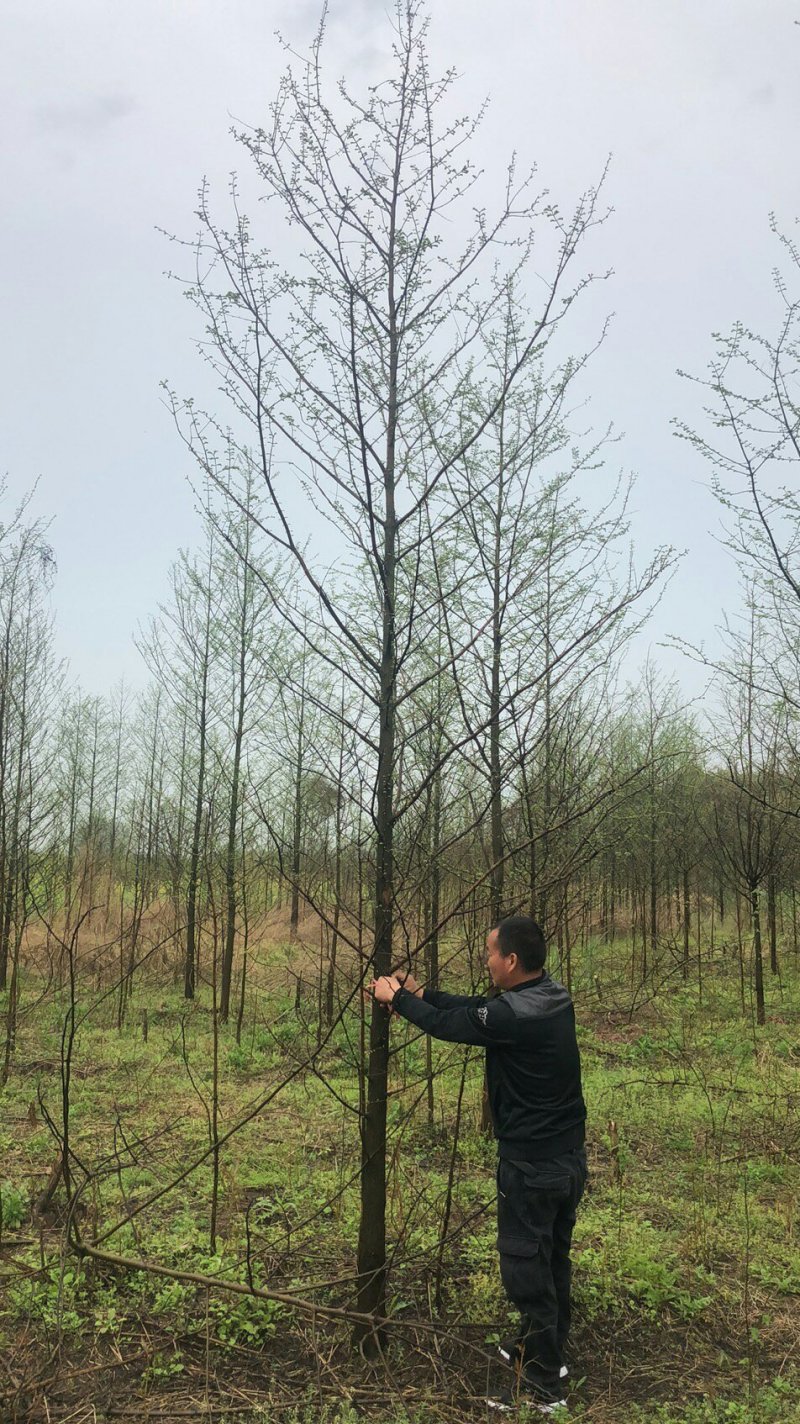 水杉，水杉价格，水杉基地，河南省潢川县友好苗圃场水杉基地