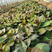 西瓜红原种脱毒苗，普薯32苗，红薯苗，板栗薯苗基地直供