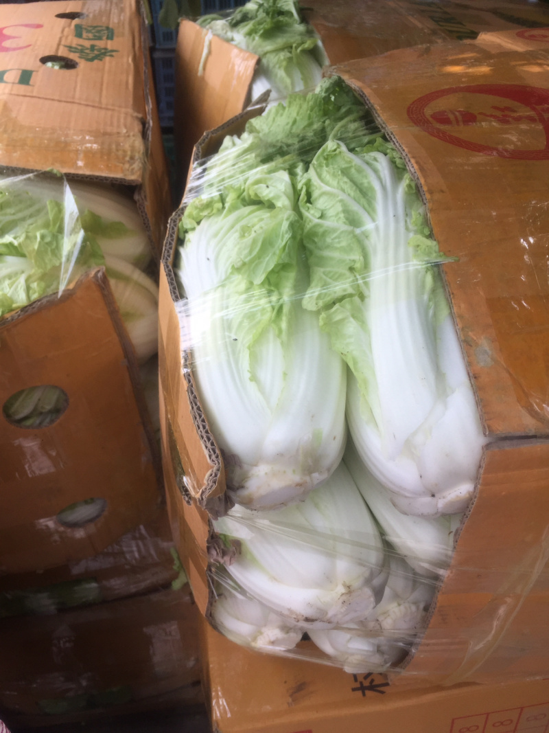 白菜