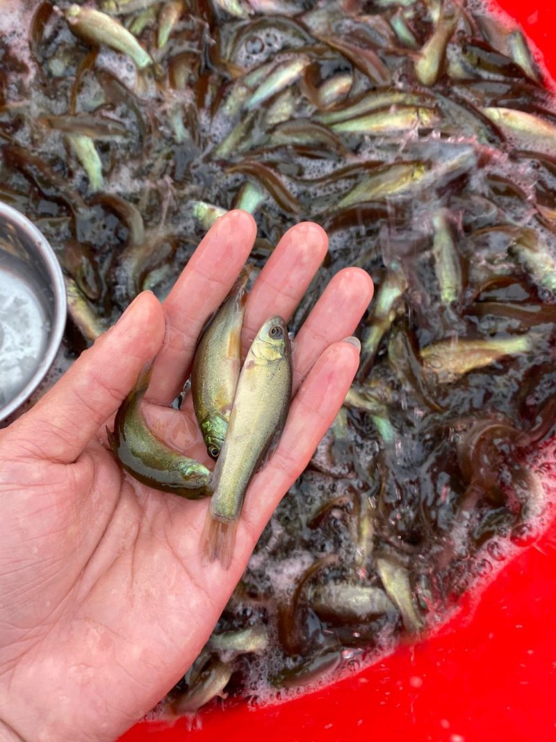 丁桂鱼苗耐养规格齐全肉质鲜美有大量货上市出售
