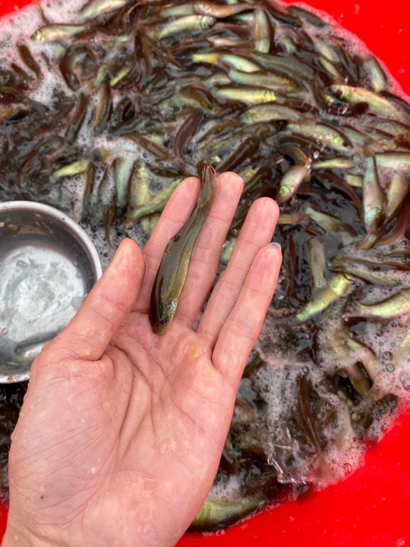 丁桂鱼苗耐养规格齐全肉质鲜美有大量货上市出售
