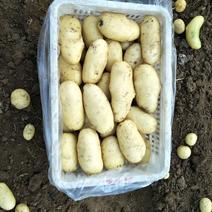荷兰十五土豆精品2两以上冷库储存，装箱，装袋