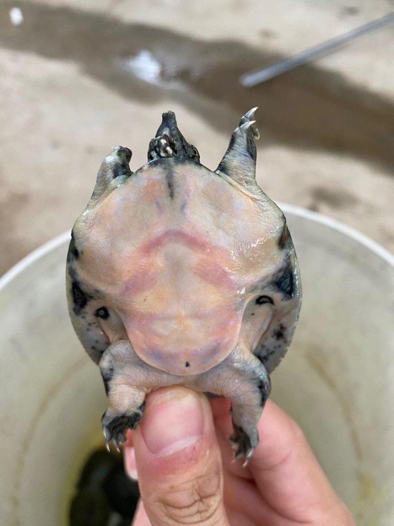 甲鱼苗生态养殖活力强成活率高。。。。
