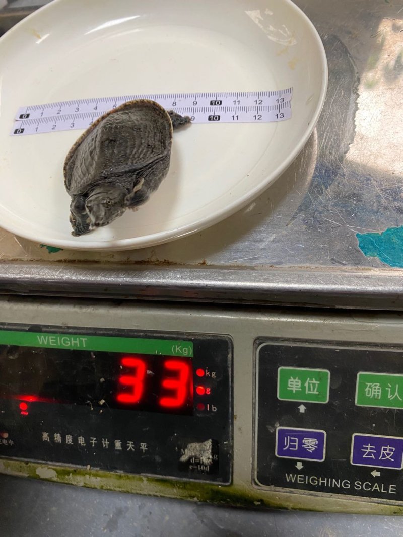 甲鱼苗生态养殖活力强成活率高。。。。