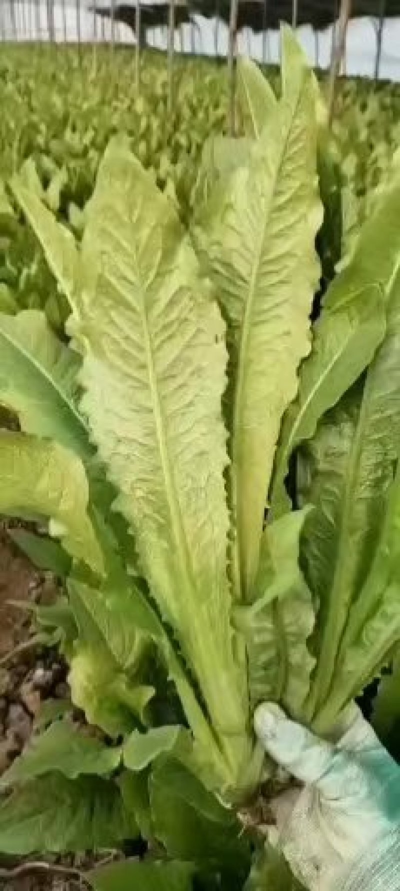 蔬菜市场