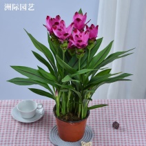 姜荷花盆栽四季开花绿植花卉植物庭院阳台室内客厅带花带花苞