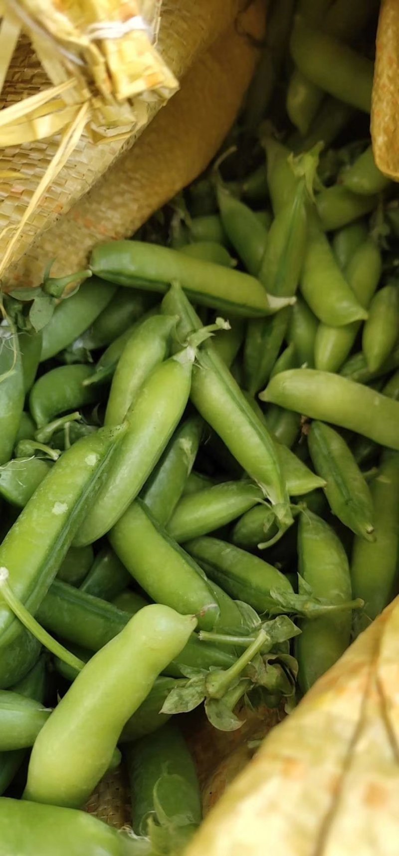 豌豆荚，