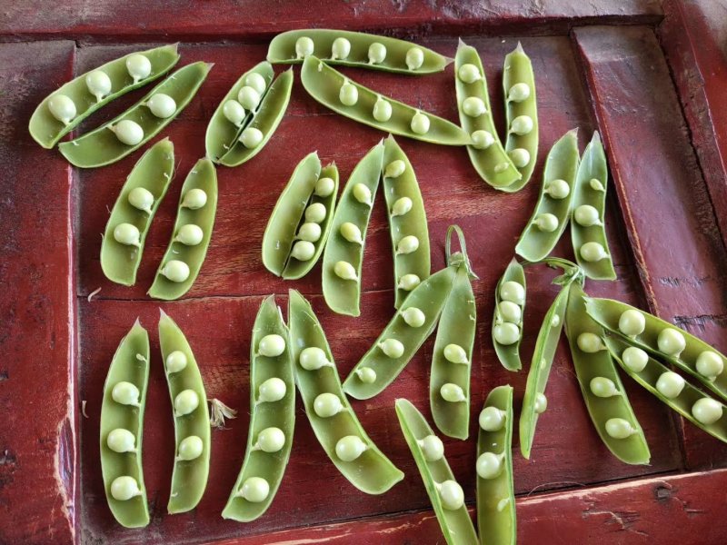 豌豆荚，