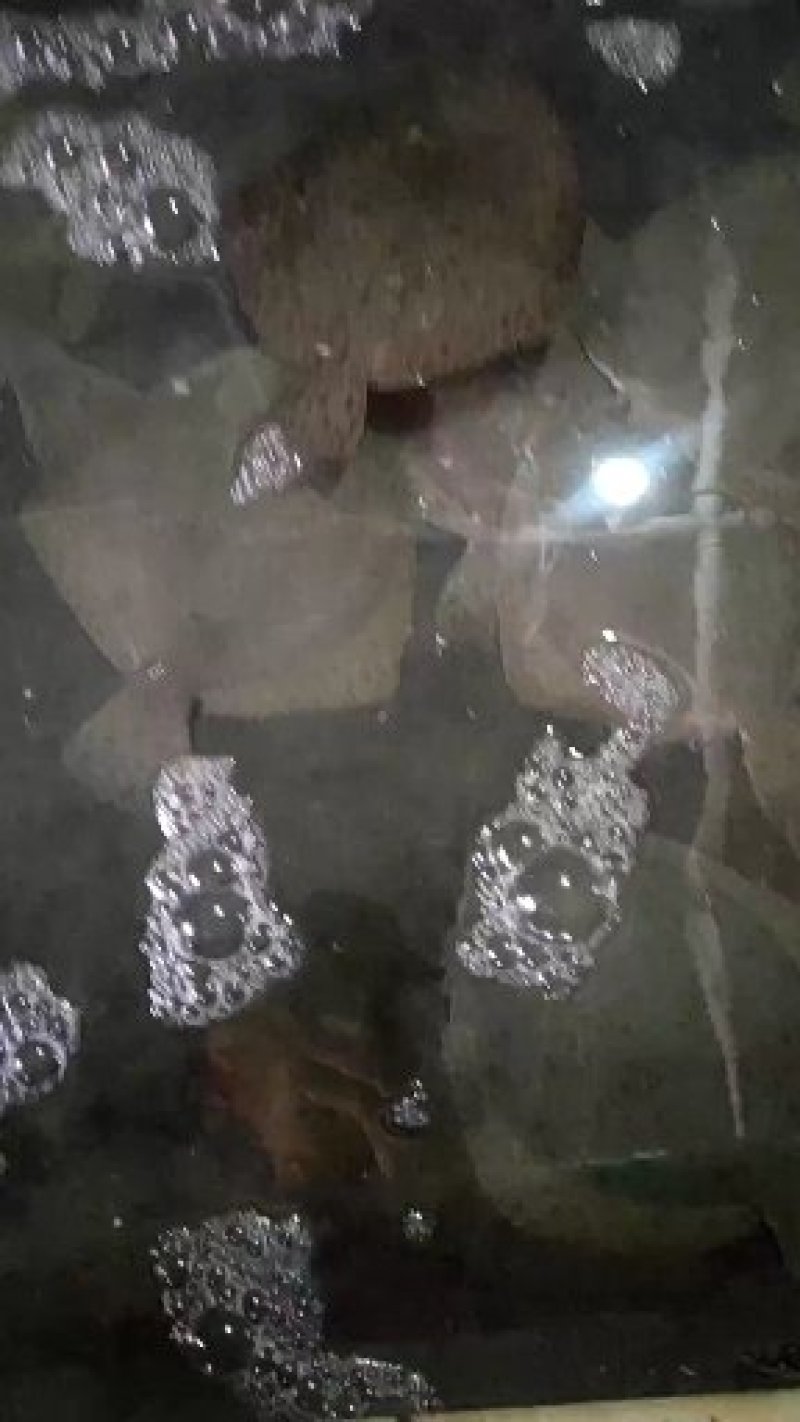 多宝鱼
